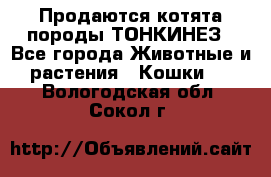 Продаются котята породы ТОНКИНЕЗ - Все города Животные и растения » Кошки   . Вологодская обл.,Сокол г.